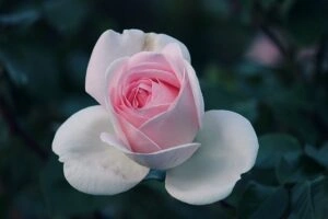 ריחות לעסקים: איך בוחרים את הריח הנכון לעסק?